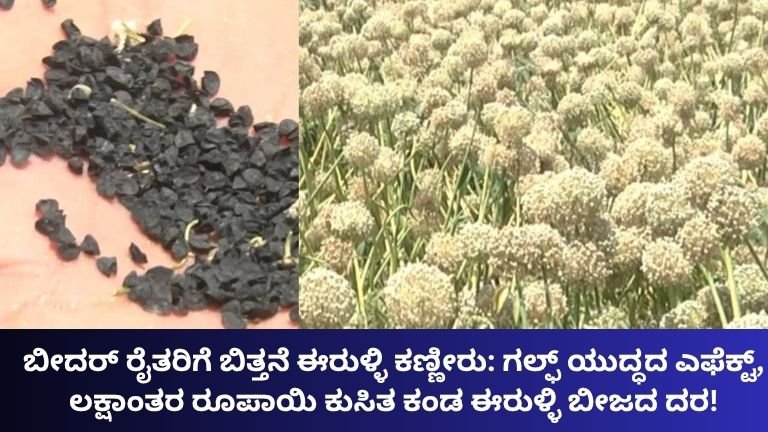 ಬೀದರ್ ರೈತರಿಗೆ ಬಿತ್ತನೆ ಈರುಳ್ಳಿ ಕಣ್ಣಿರು